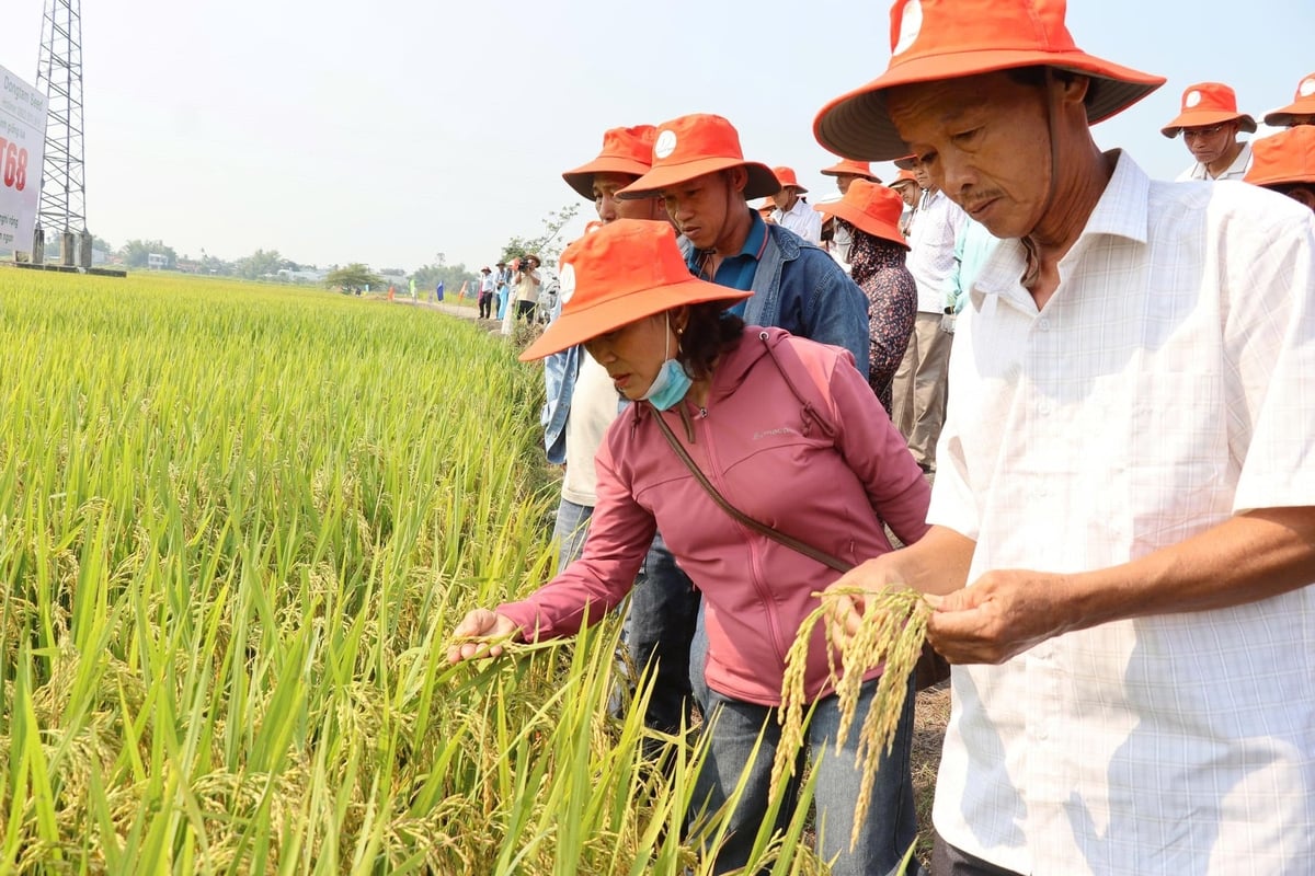 Việc chủ động liên kết với các doanh nghiệp cung ứng giống uy tín như Công ty Đồng Tâm là chìa khóa để nâng cao hiệu quả sản xuất. Ảnh: L.A.