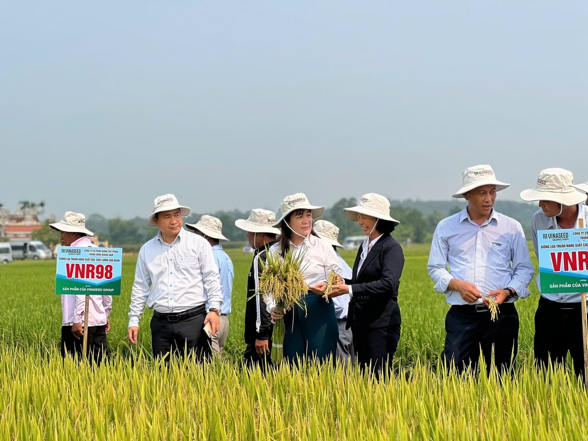 VNR98 được đánh giá là giống lúa triển vọng trong cơ cấu bộ giống chính tại Đà Nẵng. Ảnh: L.A.