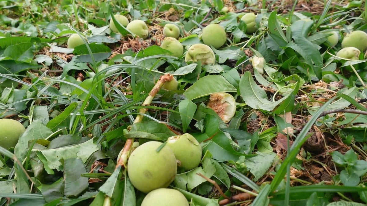 Nhiều vườn đào bị mưa đá gây rụng quả san sát. Ảnh: Lưu Hòa.