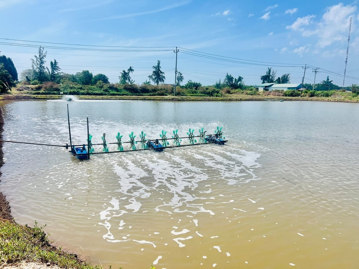 Cà Mau ghi nhận tổng diện tích thủy sản bị thiệt hại trên 1.320 ha trong tổng diện tích nuôi gần 440.000 ha. Ảnh: Trọng Linh.