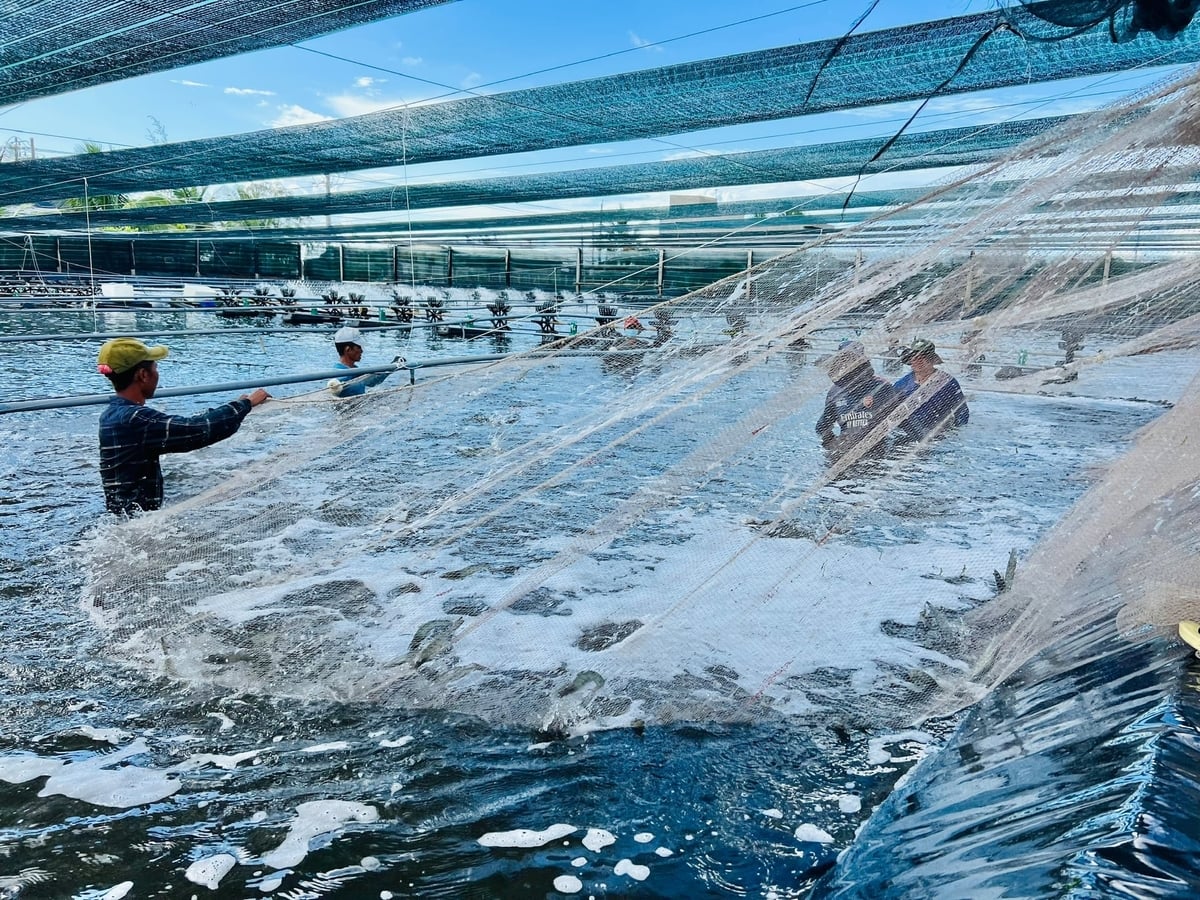 Trong khi đó, mô hình nuôi tôm công nghệ cao thiệt hại ít hơn so với một số mô hình thủy sản khác. Ảnh: Trọng Linh.