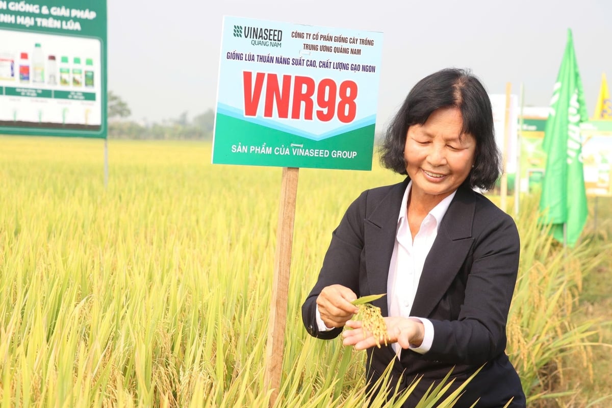 Kỹ sư Bạch Thị Vững được biết đến là người 'gieo vàng' trên cánh đồng, 'cha đẻ' của VNR98. Ảnh: L.A.