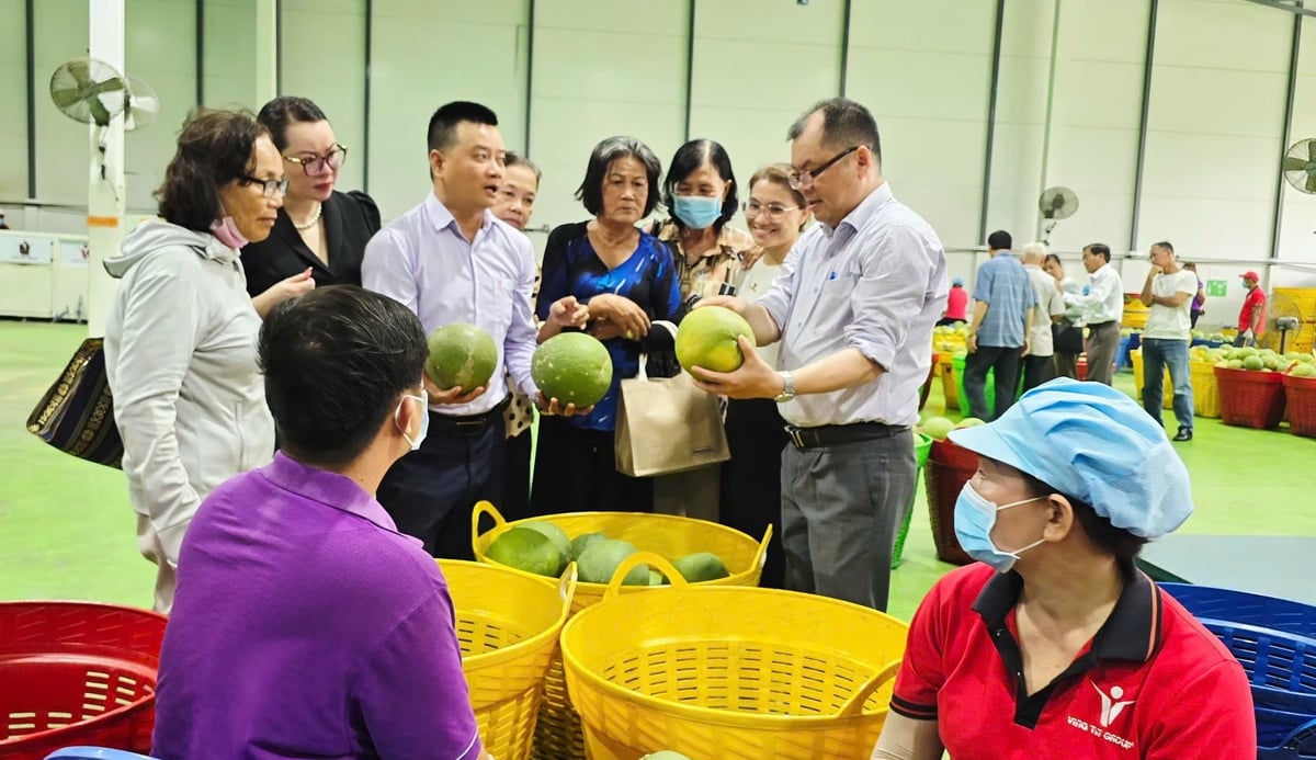 Sau khóa tập huấn, các đại biểu và nông dân khảo sát nhà máy sơ chế, đóng gói bưởi xuất khẩu tại Công ty Vina T&T ở xã Phú Túc, tỉnh Vĩnh Long. Ảnh: Minh Sáng.