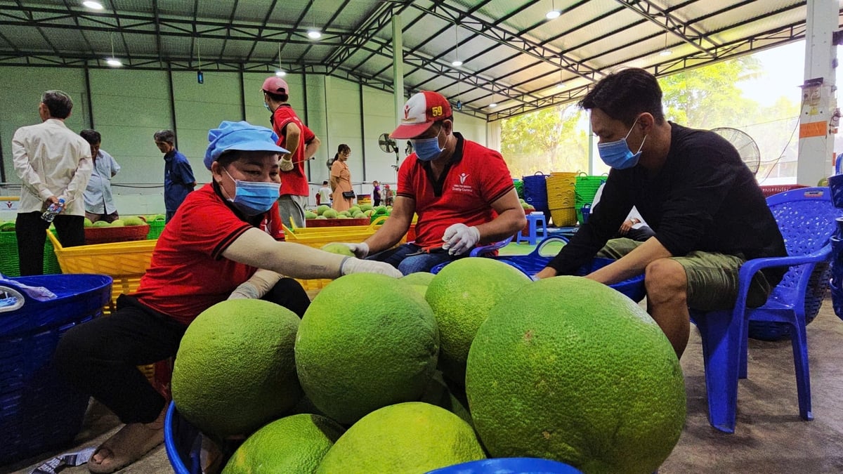 Các đại biểu và nông dân tham quan thực tế vùng trồng, sơ chế bưởi đạt chuẩn xuất khẩu. Ảnh: Minh Sáng.
