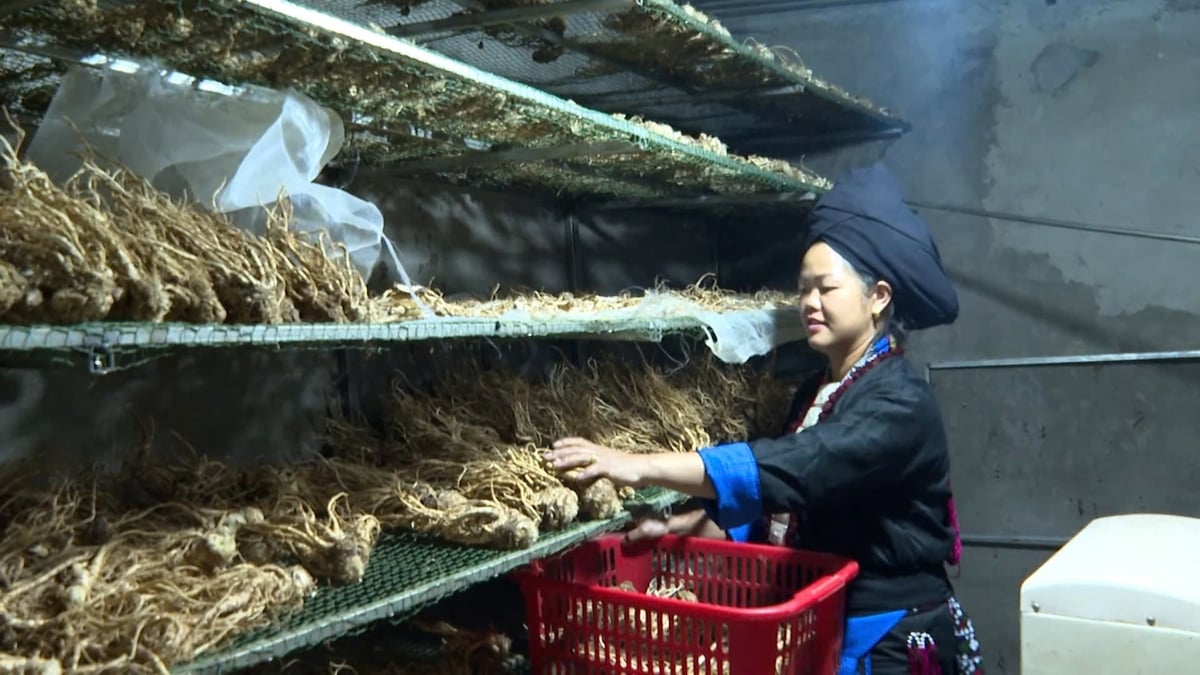 Hợp tác xã Tẩn Mý Dao đầu tư hệ thống sấy dược liệu hiện đại với công suất lớn, nâng cao giá trị sản phẩm. Ảnh: Văn Thao.