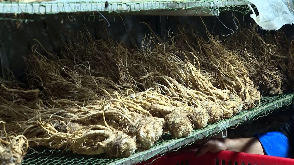 Sìn Hồ từng là vùng cung cấp dược liệu lớn nhất nước với chất lượng được đánh giá cao hơn nhiều địa phương khác. Ảnh: Văn Thao.