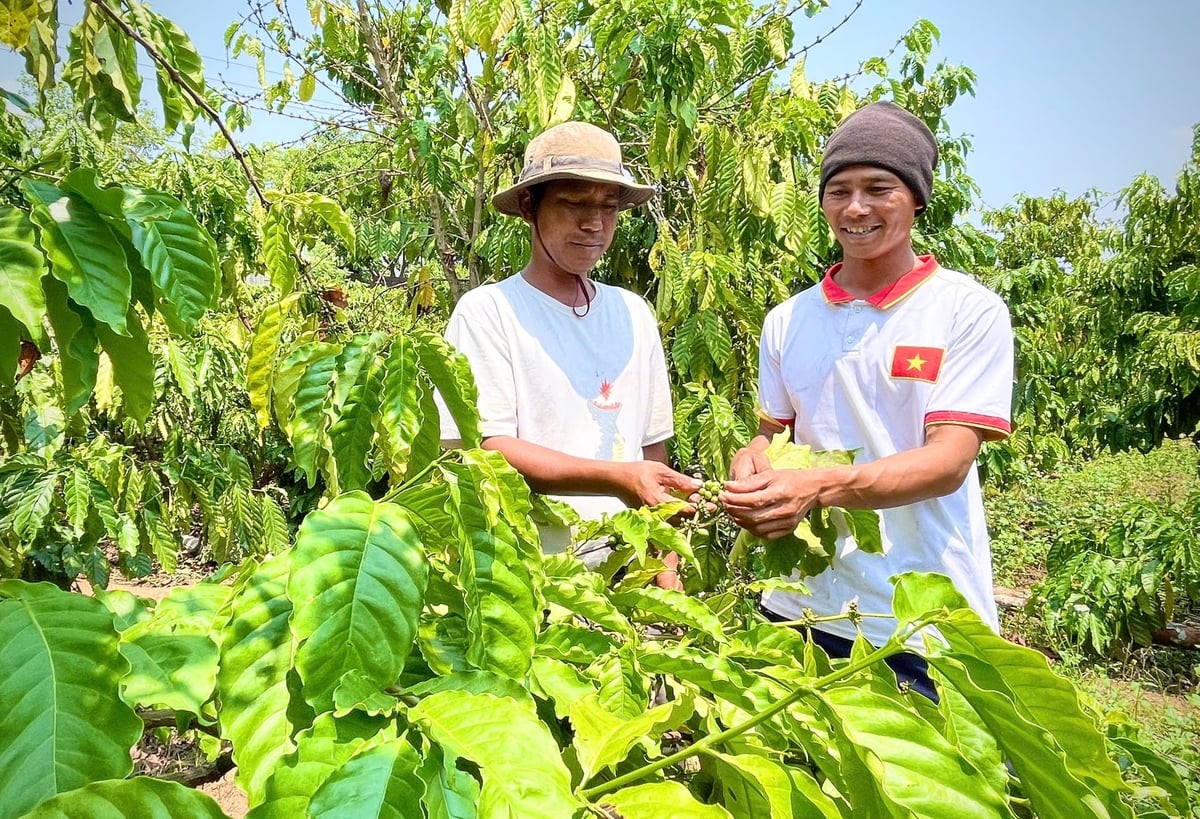 Anh Đinh Vun (phải) thành công khi chuyển đổi sang trồng cà phê, hồ tiêu. Ảnh: Tuấn Anh.