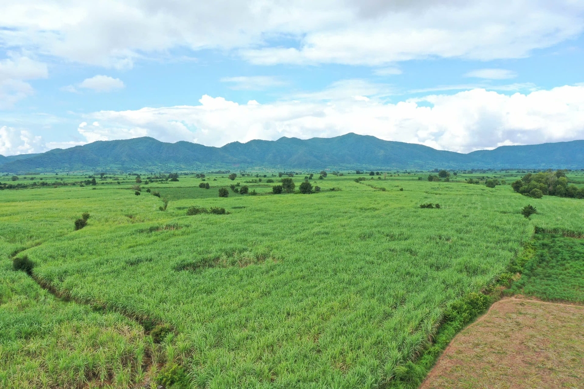 Diện tích mía đang ngày càng được người dân mở rộng. Ảnh: Tuấn Anh.