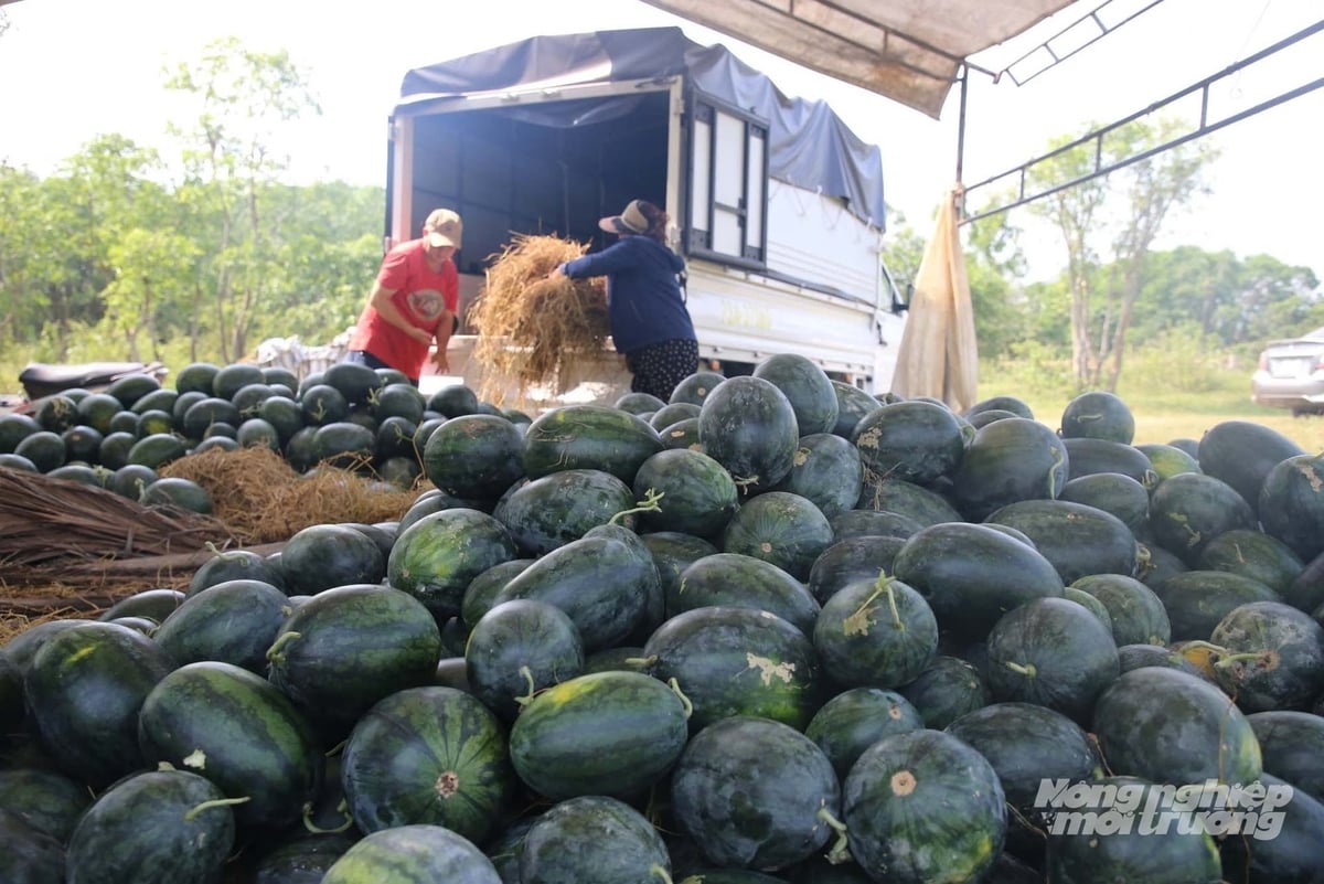 Năm nay dưa hấu được mùa nhưng rớt giá, 'tắc' đầu ra khiến nông dân lo lắng. Ảnh: Võ Dũng.