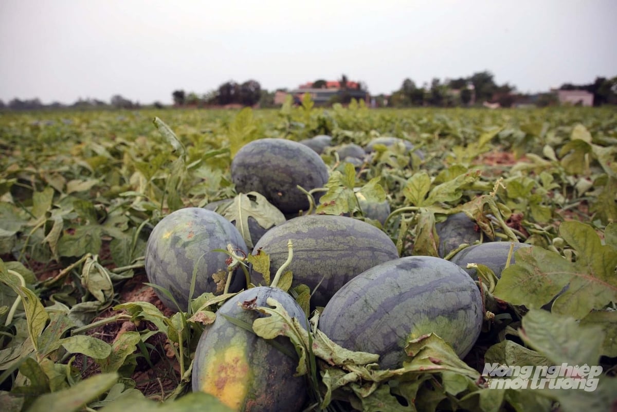 Dưa hấu đem lại thu nhập quan trọng cho người dân xã Nam Trạch. Ảnh: Võ Dũng.