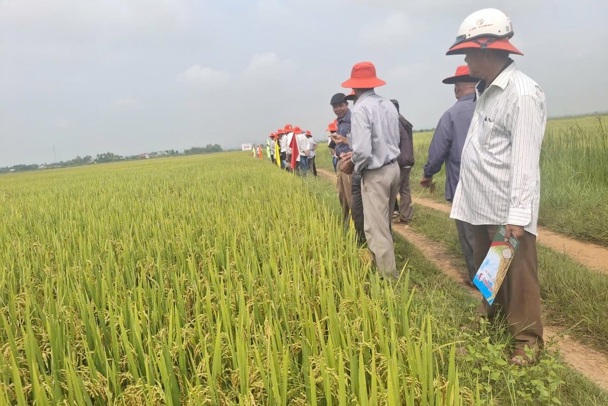 Nông dân phấn khởi, đánh giá cao kết quả thực tế của giống lúa ĐT68. Ảnh: V.D.