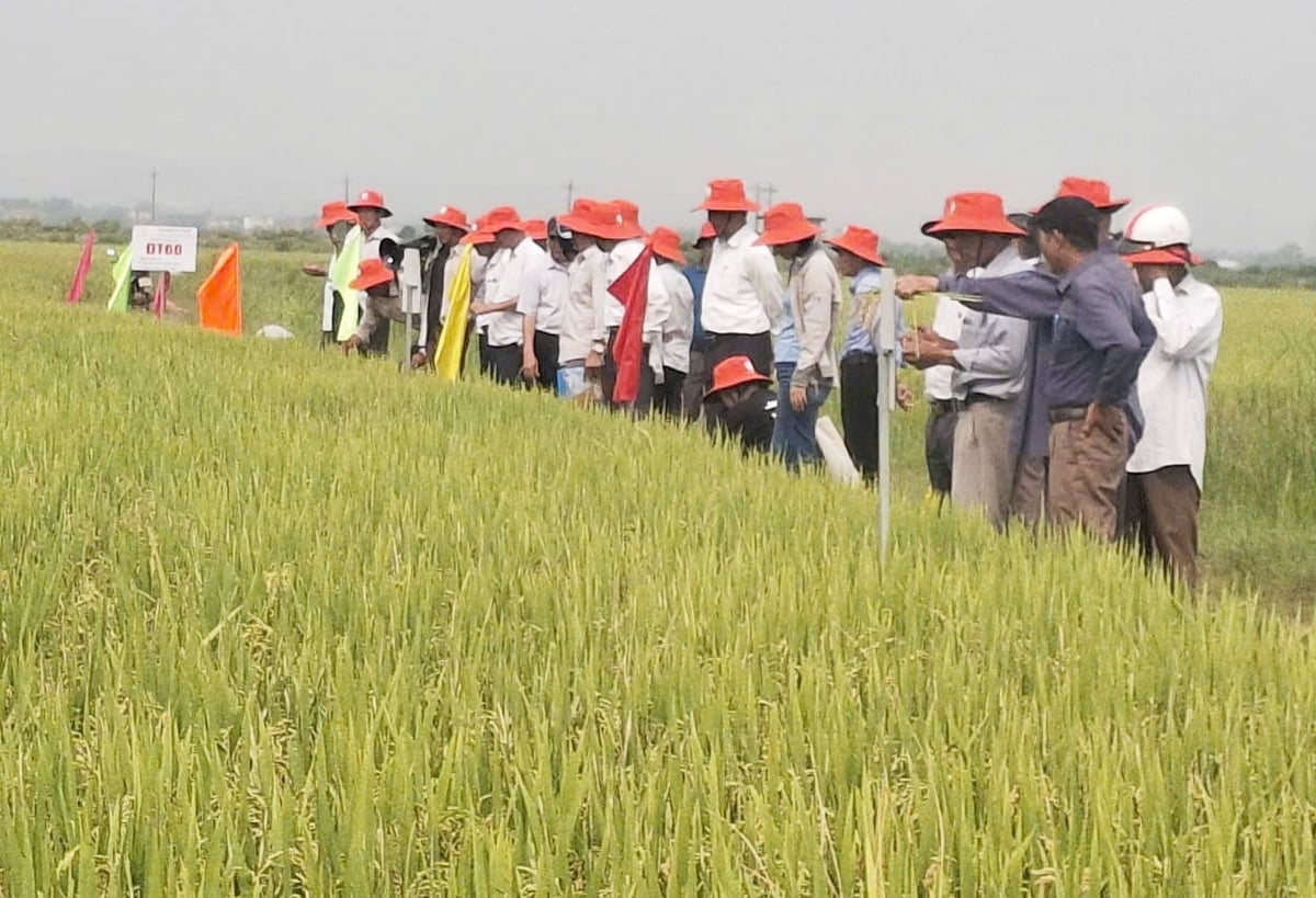 Công ty TNHH Nông nghiệp Đồng Tâm phối hợp với HTX Nông nghiệp Phù Bài tổ chức thăm đồng đánh giá kết quả sản xuất giống lúa thuần ĐT68. Ảnh: V.D.