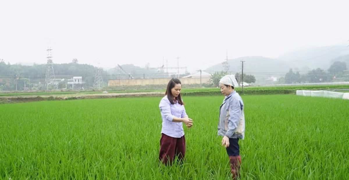 Cán bộ chuyên môn xã Mậu A, Lào Cai hướng dẫn người dân kiểm tra đồng ruộng, theo dõi sâu bệnh hại lúa xuân. Ảnh: Anh Dũng.