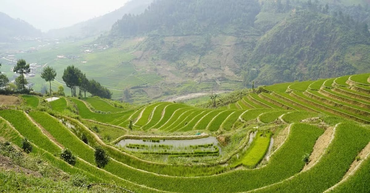 Ngành nông nghiệp Lào Cai cảnh báo do thời tiết bất lợi, sâu bệnh hại lúa gia tăng. Ảnh: Anh Dũng