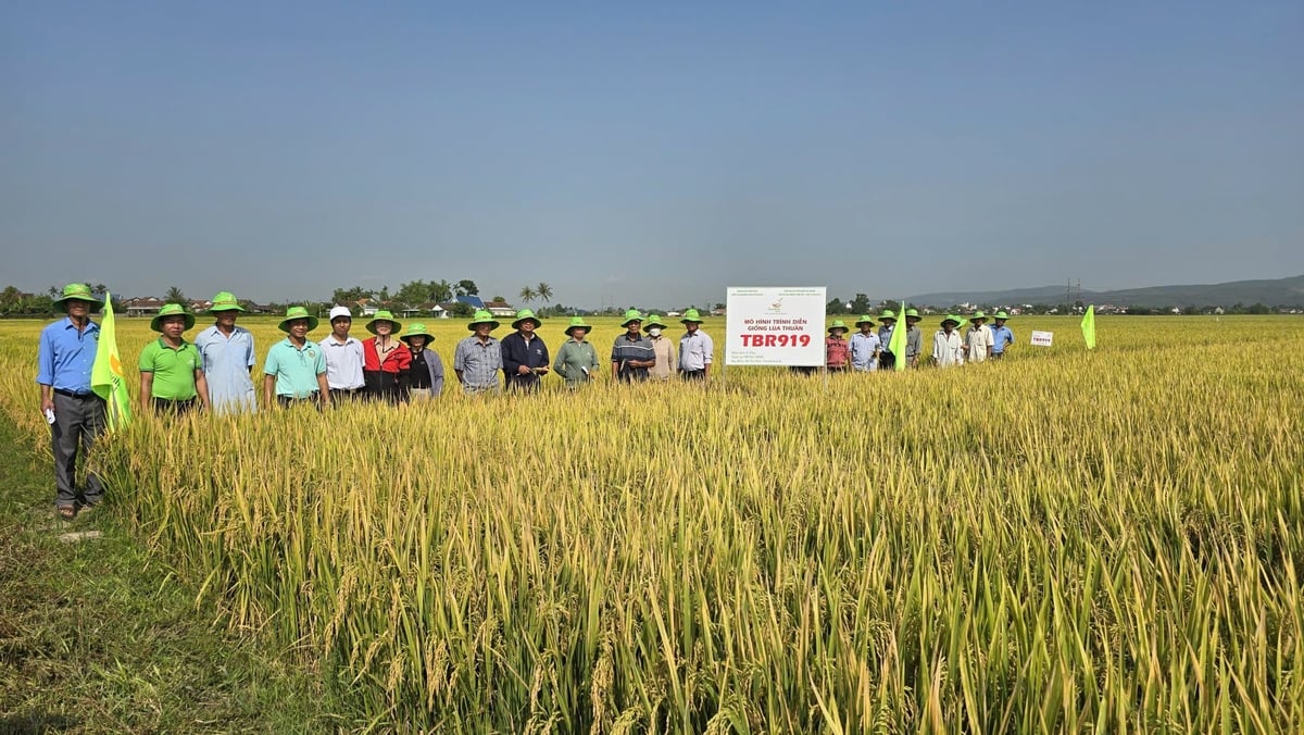 Nông dân xã Tây Hòa phấn khích khi tham quan mô hình trình diễn giống lúa TBR919. Ảnh: Phương Chi.