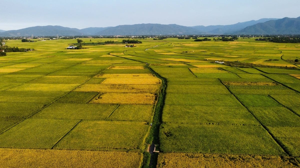 Nhiều địa phương tại khu vực Duyên hải Nam Trung Bộ và Tây Nguyên dự kiến năng suất lúa vụ đông xuân đạt cao. Ảnh: Phương Chi.