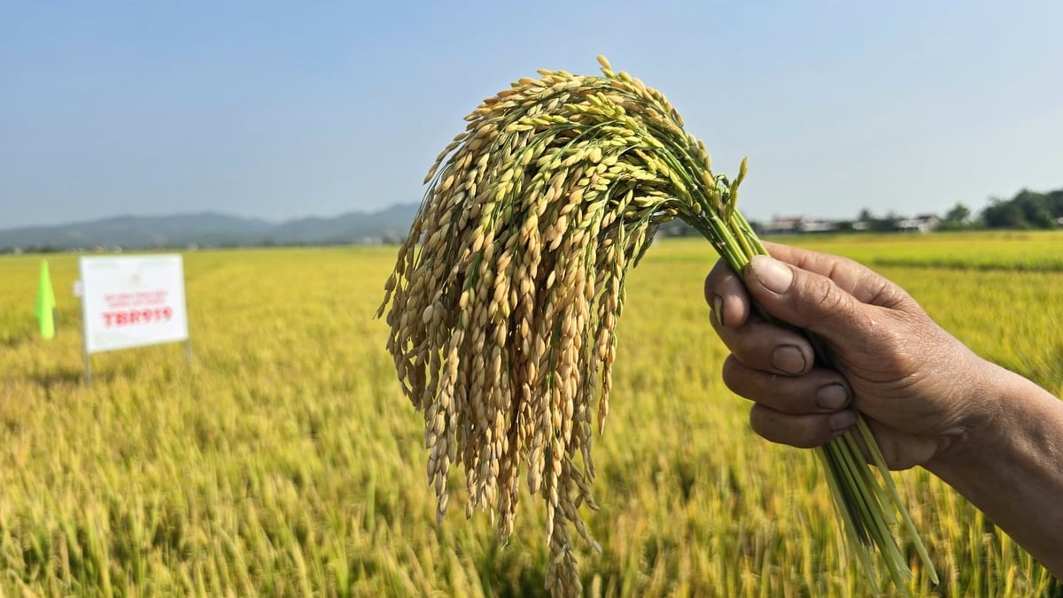 Giống lúa TBR919 nổi bật với hàm lượng tinh bột cao, tỷ lệ xay xát tốt, đáp ứng hiệu quả yêu cầu của thị trường chế biến. Ảnh: Phương Chi.