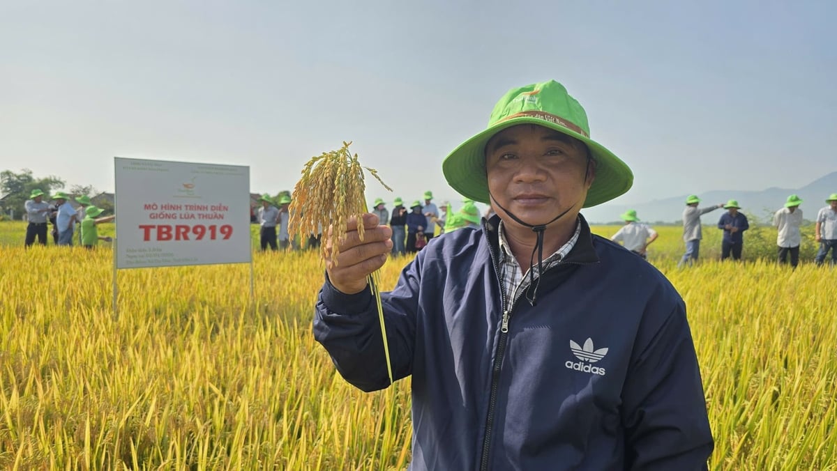 Năng suất giống lúa TBR919 ước tính đạt 90 tạ/ha. Ảnh: Phương Chi.