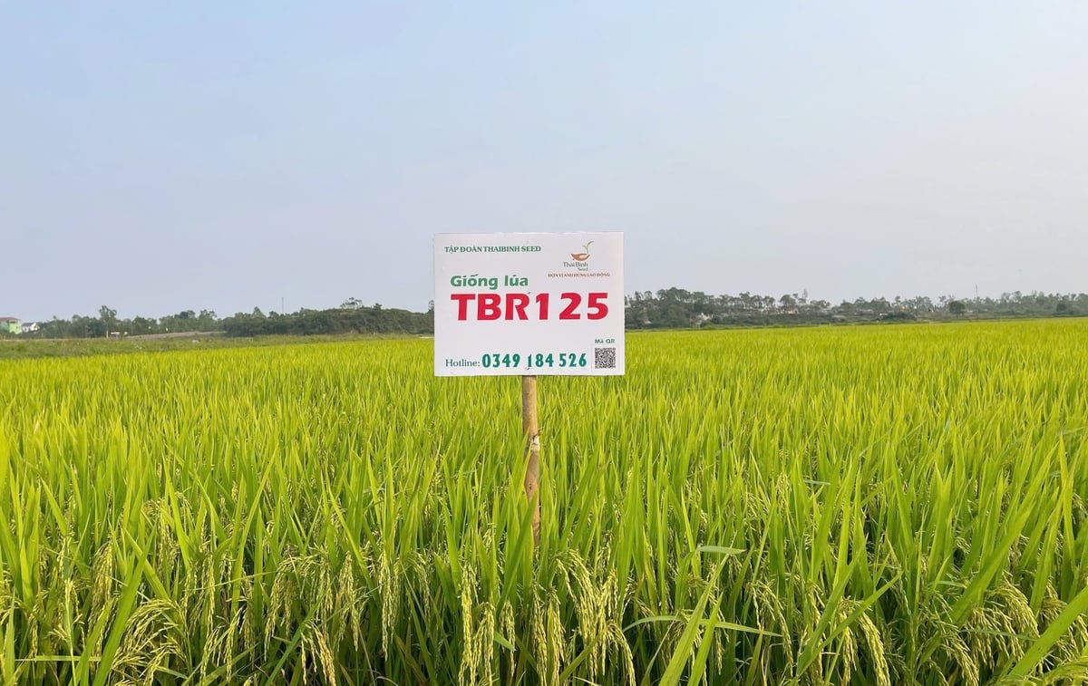 TBR125 là giống lúa tiềm năng, phù hợp để đưa vào cơ cấu giống chủ lực tại Huế. Ảnh: Văn Dinh.