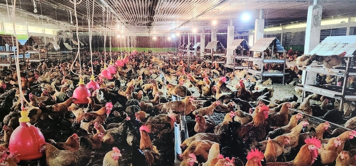 Chăn nuôi quy mô trang trại trên địa bàn tỉnh Đồng Nai hiện chiếm hơn 90% tổng đàn. Ảnh: Minh Sáng.