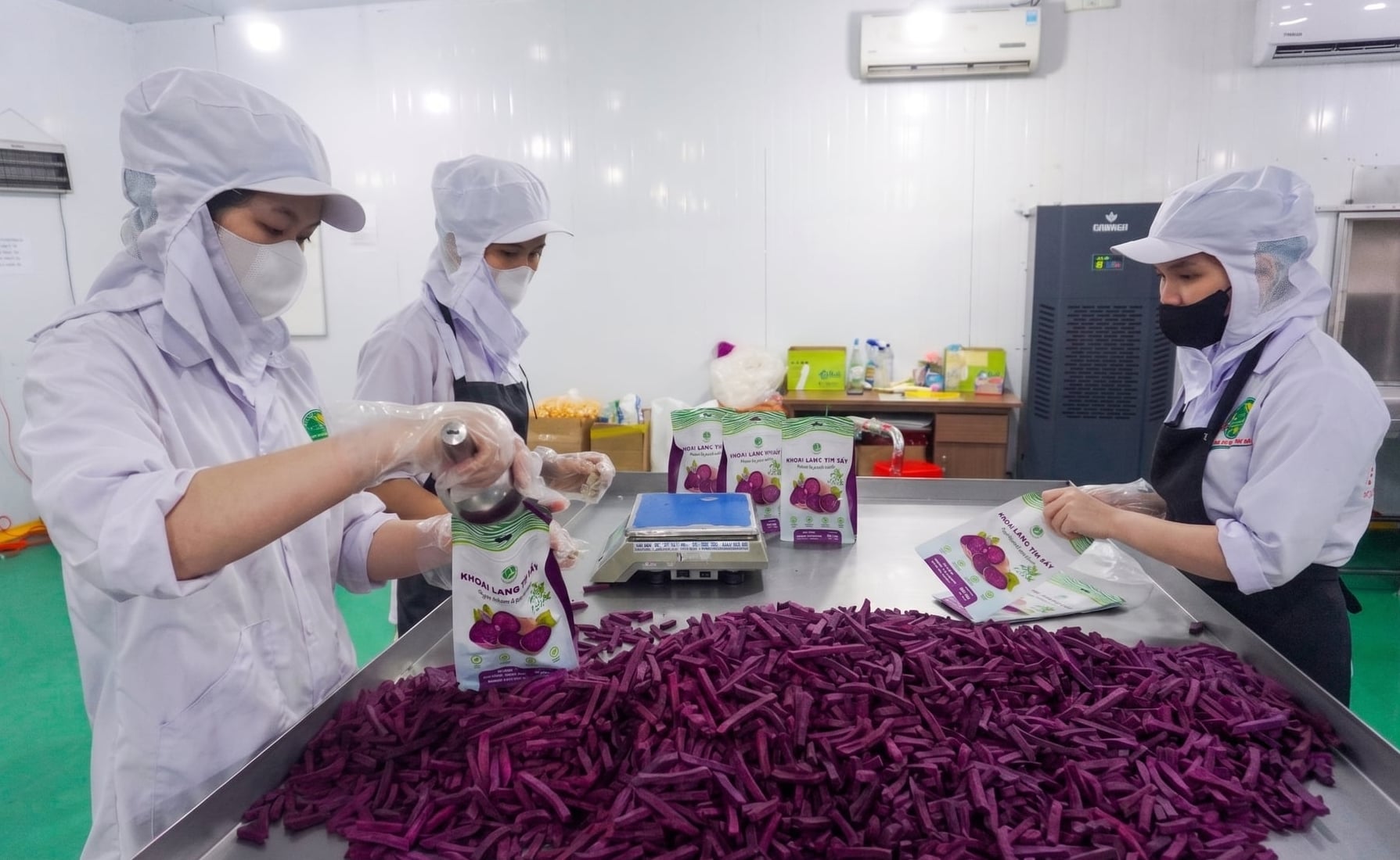 Công nhân đóng gói khoai lang tím chế biến tại nhà máy. Ảnh: Hồ Thảo.