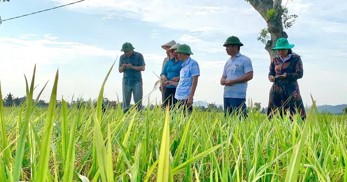 Cán bộ chuyên môn xã Hoằng Phú đánh giá năng suất và chất lượng của giống lúa mới. Ảnh: Nguyễn Thị Hồng Minh. Cán bộ chuyên môn xã Hoằng Phú đánh giá năng suất và chất lượng của giống lúa mới. Ảnh: Nguyễn Thị Hồng Minh.