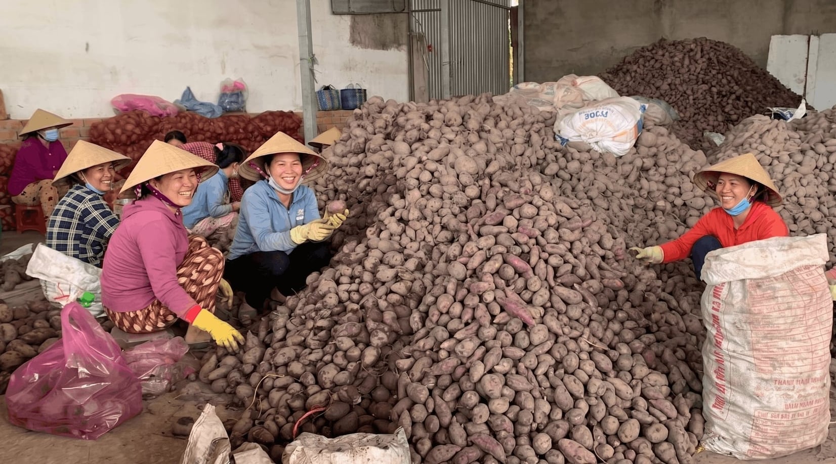 Tiếng cười rộn ràng của nông dân bên những kho khoai lang vừa thu hoạch vào thời điểm khoai còn được giá. Ảnh: Hồ Thảo.