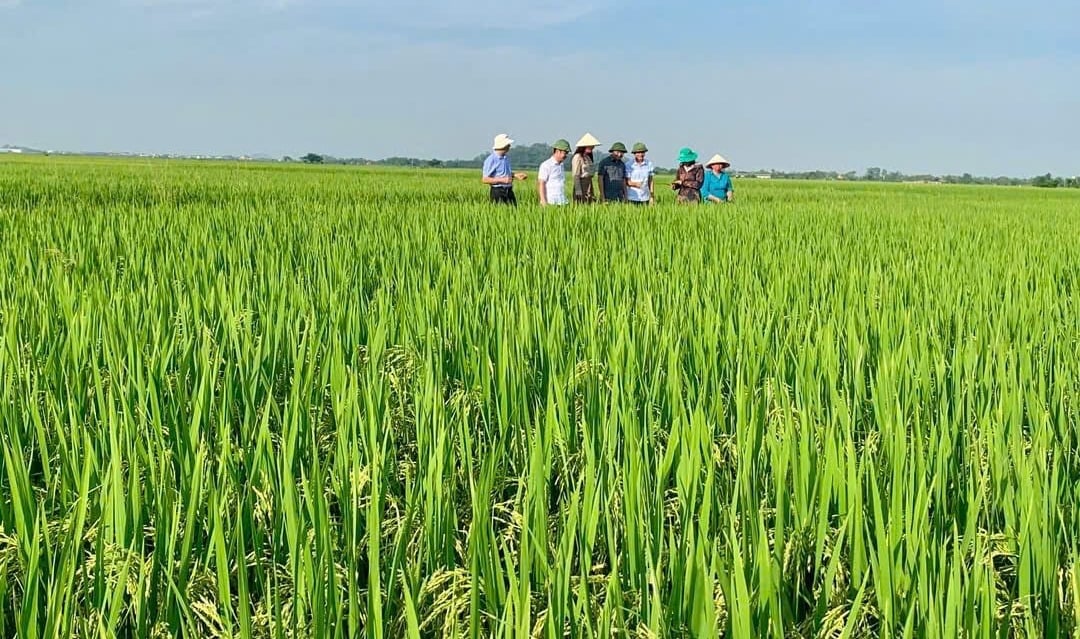 Cán bộ chuyên môn xã Hoằng Phú kiểm tra lúa vụ xuân tại khu vực Hoằng Quý (cũ). Ảnh: Nguyễn Thị Hồng Minh. Cán bộ chuyên môn xã Hoằng Phú kiểm tra lúa vụ xuân tại khu vực Hoằng Quý (cũ). Ảnh: Nguyễn Thị Hồng Minh.
