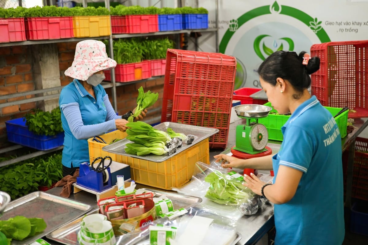 Năm 2026, TP.HCM sẽ triển khai 88 mô hình khuyến nông, tập trung vào nông nghiệp công nghệ cao, nông nghiệp hữu cơ. Ảnh: Ngọc Tuấn.