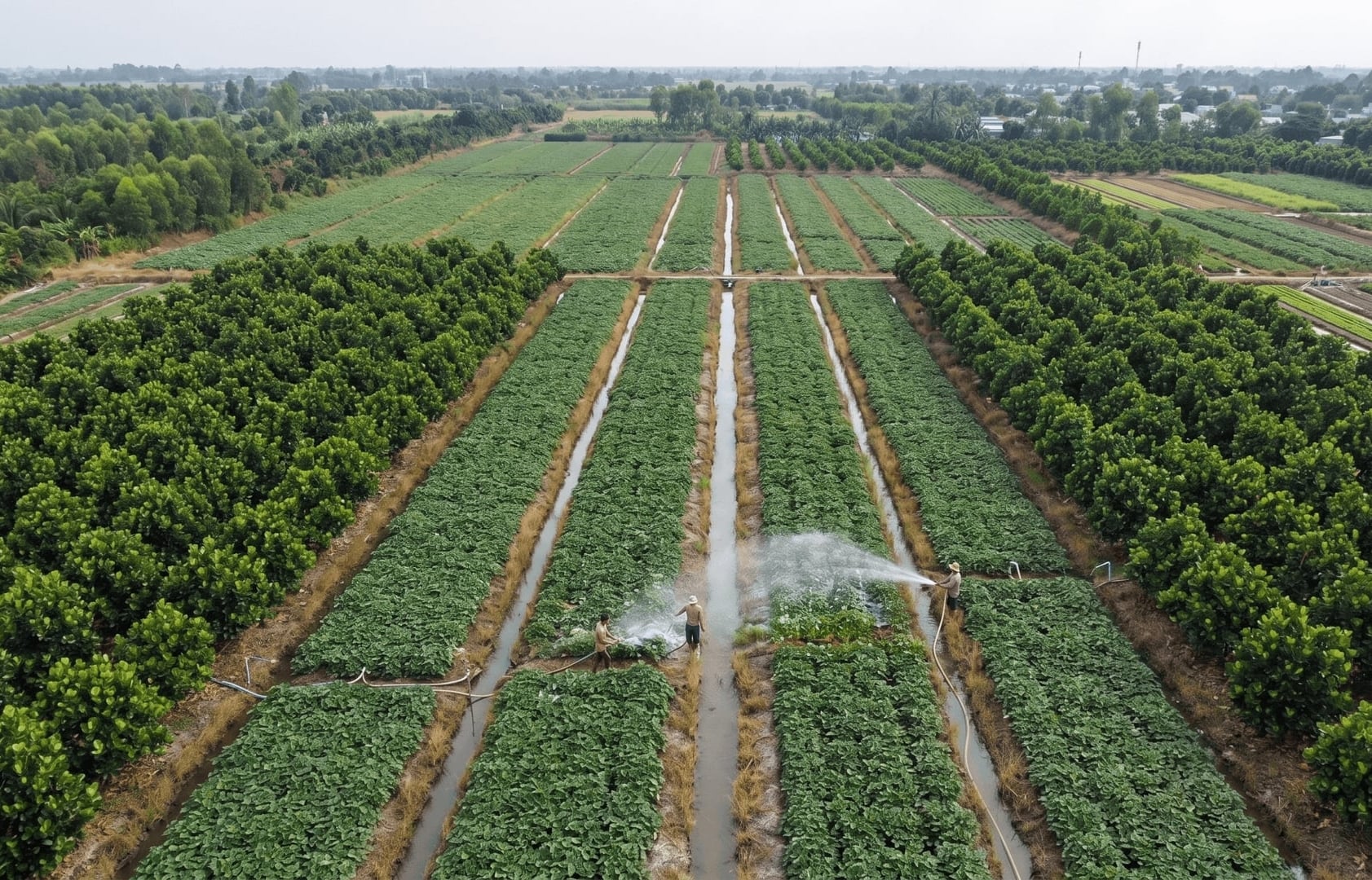Cánh đồng khoai lang tím xen giữa những vườn mít và sầu riêng tại xã Mỹ Thuận (Vĩnh Long). Ảnh: Hồ Thảo.