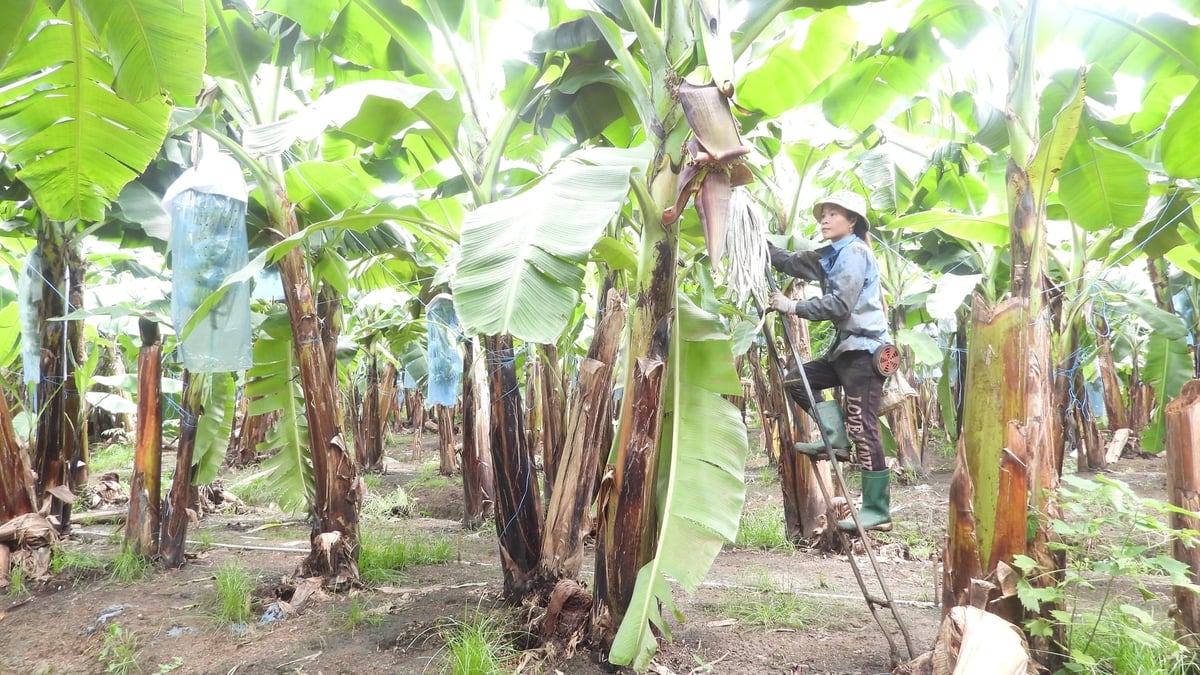 Cần kết hợp đồng bộ nhiều biện pháp quản lý tổng hợp để kiểm soát nấm Fusarium TR4. Ảnh: NNMT.