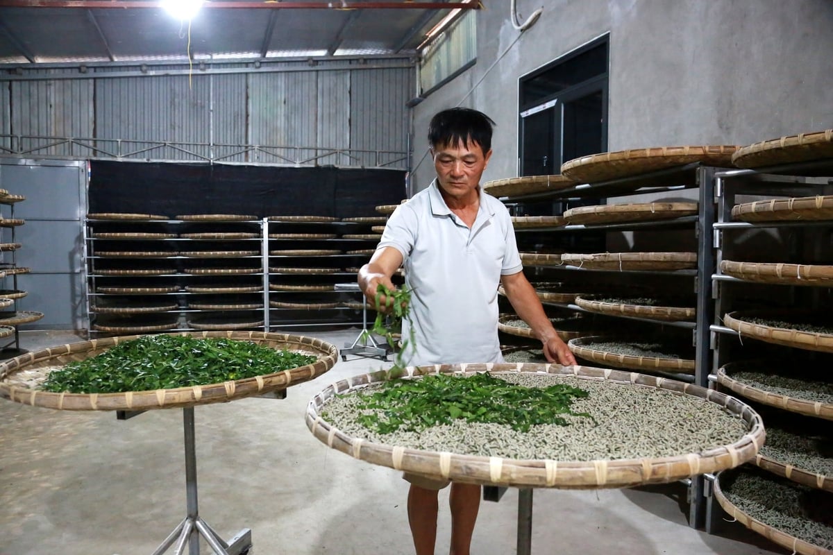 Tại xã Trấn Yên, các hộ nuôi tằm giống đã dần hình thành, cung cấp tằm con cho nhiều gia đình trên địa bàn xã. Ảnh: Thanh Ngà.