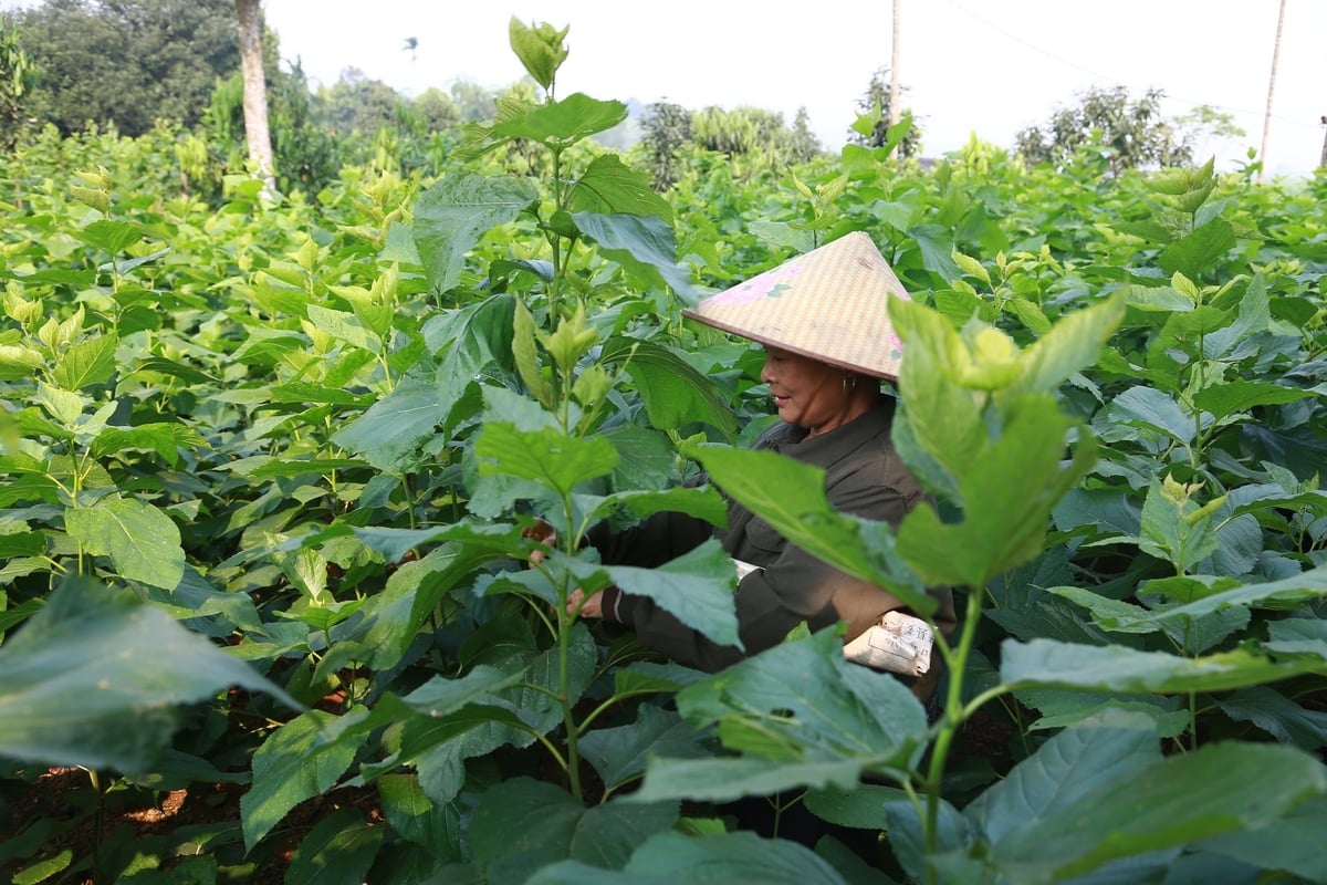 Những diện tích đất trước đây trồng cây khác giờ đã được người dân chuyển đổi sang trồng dâu, nuôi tằm. Ảnh: Thanh Ngà.