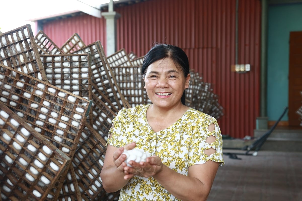 Việc hình thành các hộ chuyên cung cấp tằm giống đã giúp người nuôi tằm kén không còn phải phụ thuộc vào nguồn giống từ nơi khác, giảm chi phí vận chuyển và yên tâm hơn về chất lượng. Ảnh: Thanh Ngà.