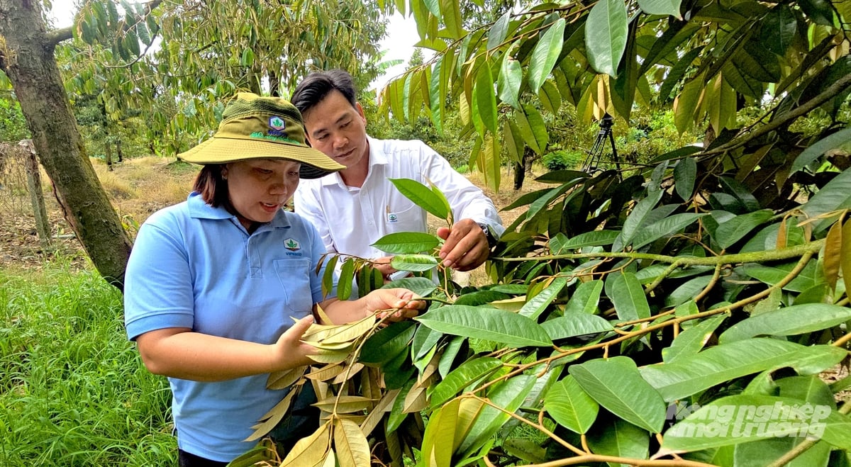 Vipesco đưa ra các giải pháp hỗ trợ nhà vườn phát hiện sớm sinh vật hại sầu riêng, xử lý đúng thời điểm và luân phiên hoạt chất phù hợp. Ảnh: Minh Sáng. Vipesco đưa ra các giải pháp hỗ trợ nhà vườn phát hiện sớm sinh vật hại sầu riêng, xử lý đúng thời điểm và luân phiên hoạt chất phù hợp. Ảnh: Minh Sáng.
