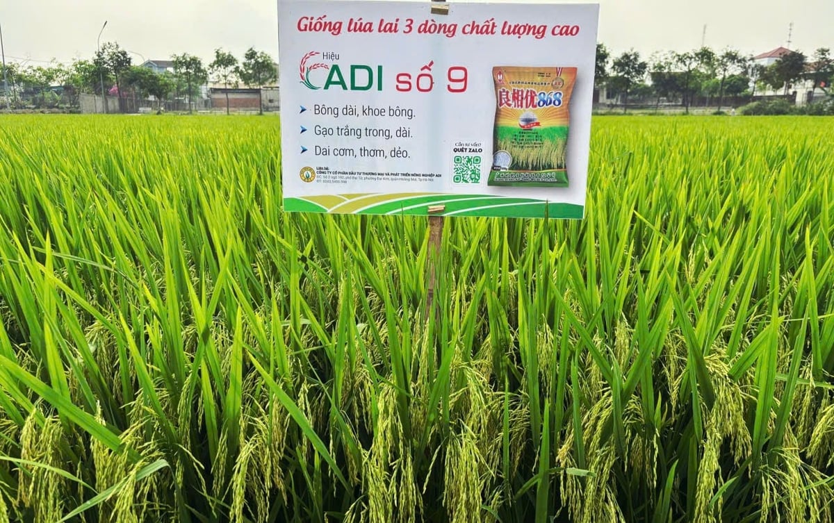 Lúa lai 3 dòng ADI số 9 tạo được niềm tin với nông dân Nghệ An. Ảnh: KA.