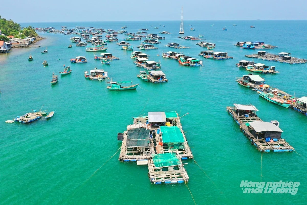 Người dân xã đảo Hòn Nghệ phát triển mạnh nghề nuôi cá lồng bè trên biển. Ảnh: Lê Hoàng Vũ.
