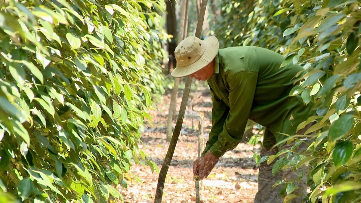 Ông Bùi Thanh Hải kiểm tra hệ thống tưới trong vườn tiêu, chủ động điều tiết nước phục vụ sản xuất. Ảnh: Trần Phi.