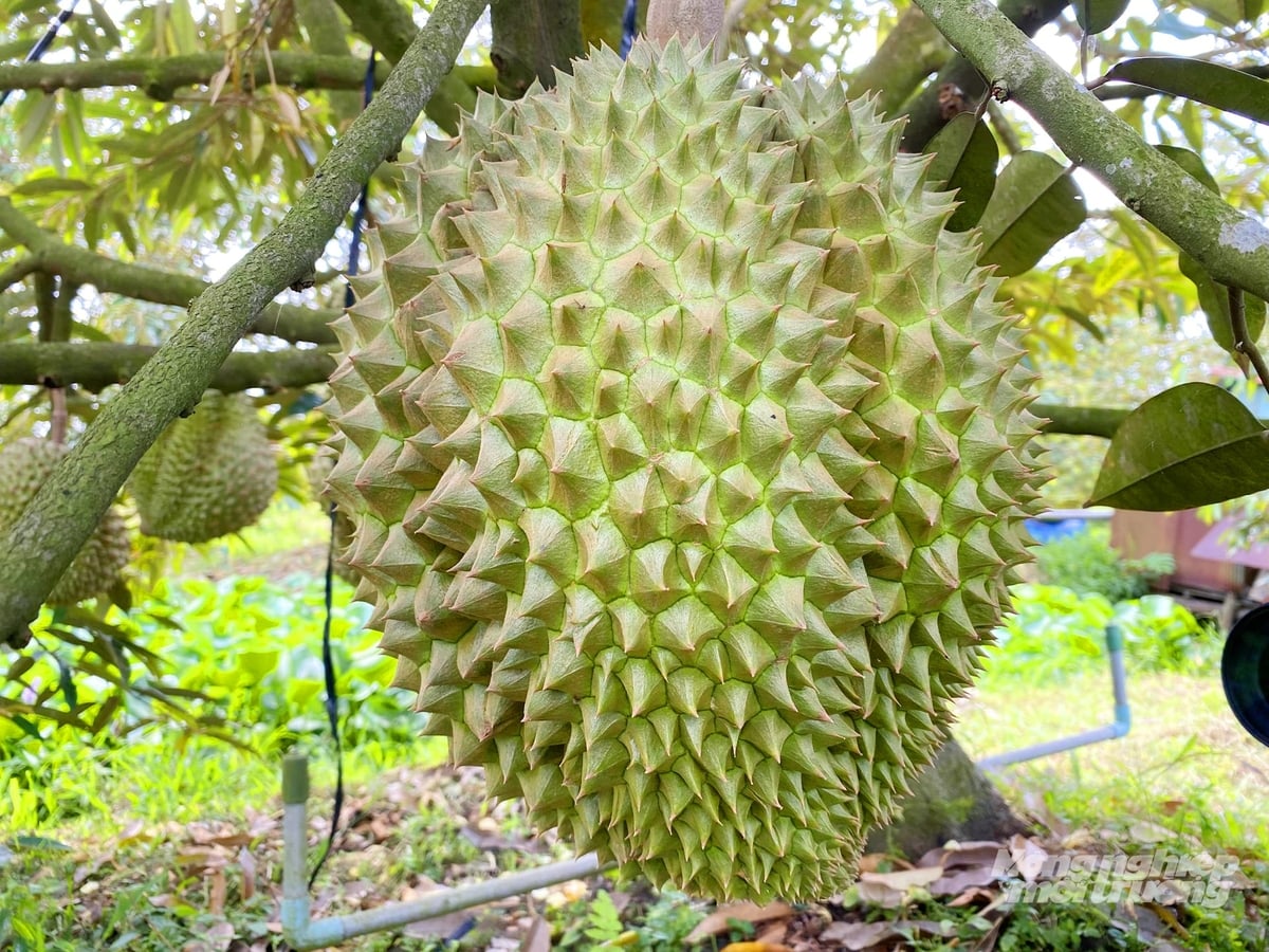 Giống sầu riêng Ri6 tại mô hình thí điểm ở Đồng Tháp được kiểm soát chặt quy trình canh tác và hàm lượng cadimi nhằm đáp ứng yêu cầu của thị trường xuất khẩu. Ảnh: Lê Hoàng Vũ. Giống sầu riêng Ri6 tại mô hình thí điểm ở Đồng Tháp được kiểm soát chặt quy trình canh tác và hàm lượng cadimi nhằm đáp ứng yêu cầu của thị trường xuất khẩu. Ảnh: Lê Hoàng Vũ.