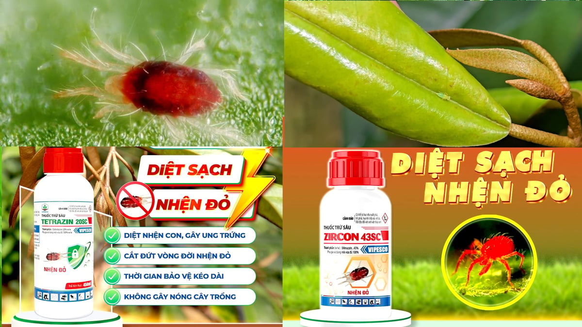 Bộ đôi sản phẩm của Vipesco giúp nhà vườn phòng trừ hiệu quả nhện đỏ trên sầu riêng. Ảnh: Minh Sáng. Bộ đôi sản phẩm của Vipesco giúp nhà vườn phòng trừ hiệu quả nhện đỏ trên sầu riêng. Ảnh: Minh Sáng.