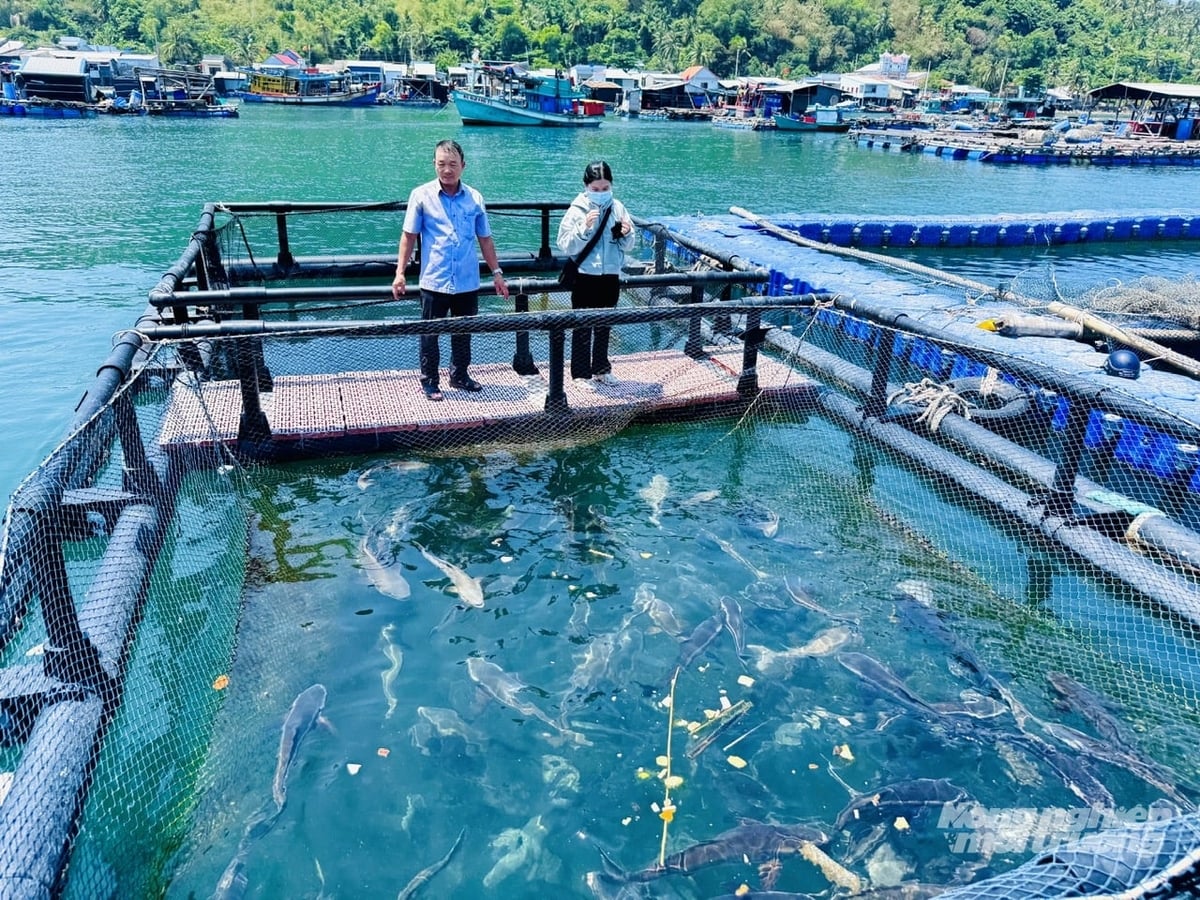 Nghề nuôi cá lồng bè ở Hòn Nghệ đang mở ra hướng phát triển kinh tế biển bền vững, gắn với du lịch sinh thái và xây dựng thương hiệu thủy sản địa phương. Ảnh: Lê Hoàng Vũ.