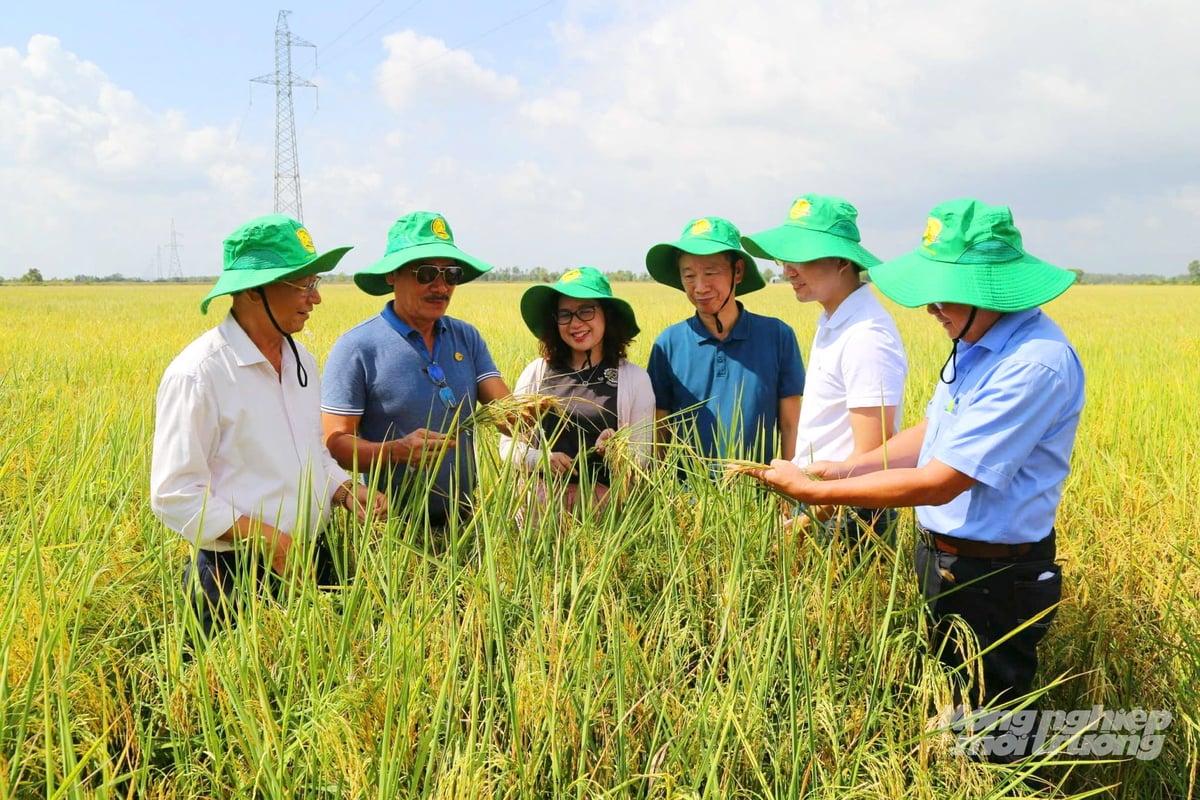 Các chuyên gia cùng cán bộ khuyến nông và doanh nghiệp khảo sát mô hình canh tác lúa sử dụng phân bón công nghệ mới của Công ty Phân bón Bình Điền II. Ảnh: Lê Hoàng Vũ.