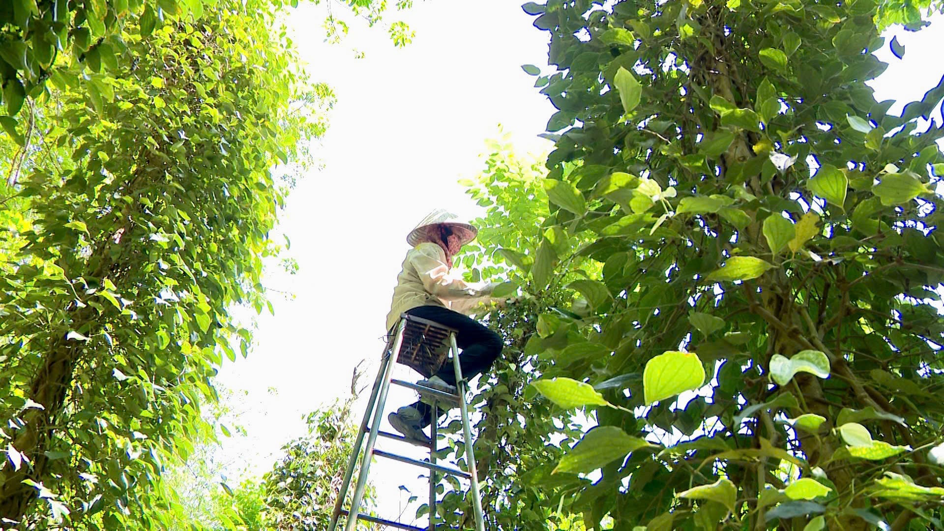 Người dân thu hái hồ tiêu trong niềm phấn khởi khi vườn cây cho năng suất khá và giá bán có tín hiệu khởi sắc. Ảnh: Trần Phi.