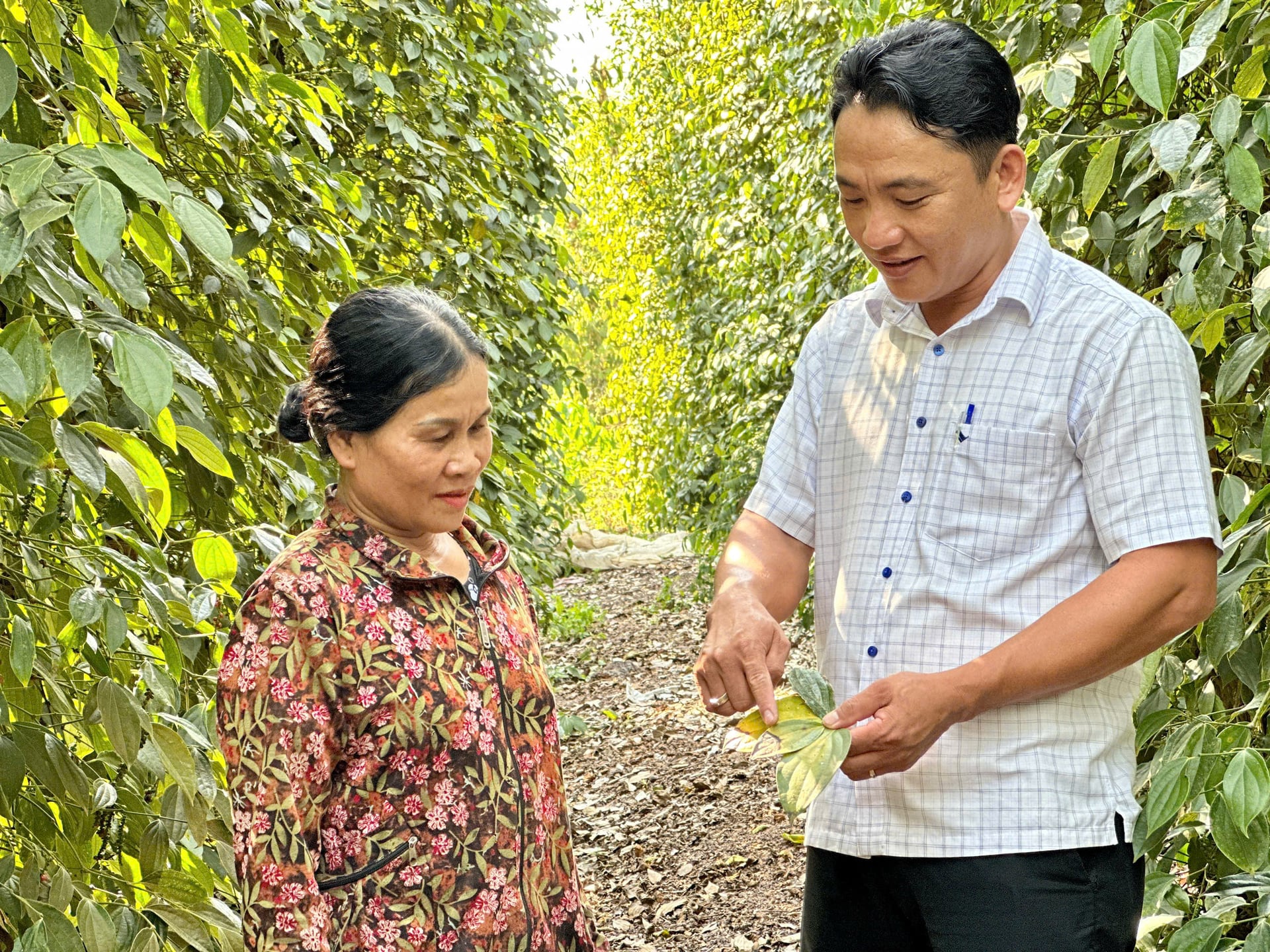 Từ thực tế sản xuất, nhiều ý kiến của nông dân được ghi nhận để địa phương xây dựng định hướng phù hợp cho cây hồ tiêu. Ảnh: Trần Phi.