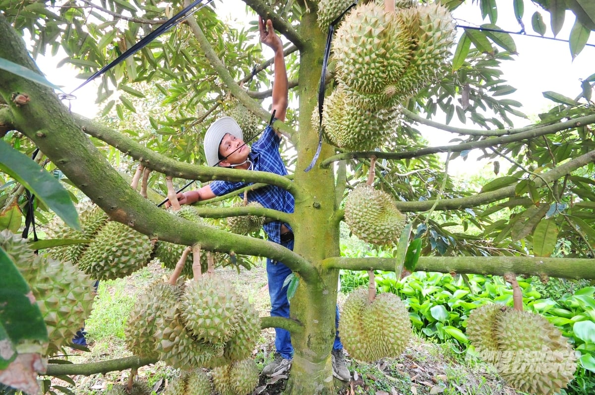 Nhà vườn Đồng Tháp chăm sóc sầu riêng theo hướng giảm phân hóa học, tăng phân hữu cơ và ứng dụng giải pháp sinh học để kiểm soát cadimi trong vùng trồng. Ảnh: Lê Hoàng Vũ. Nhà vườn Đồng Tháp chăm sóc sầu riêng theo hướng giảm phân hóa học, tăng phân hữu cơ và ứng dụng giải pháp sinh học để kiểm soát cadimi trong vùng trồng. Ảnh: Lê Hoàng Vũ.