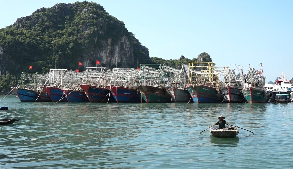 Cảng cá Cái Rồng có tổng diện tích vùng nước cảng lên tới 96,44 ha. Ảnh: Nguyễn Thành.