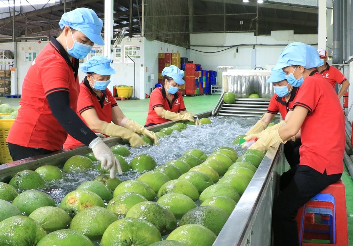 Rửa quả bưởi tại nhà máy Kim Thanh (Vĩnh Long) của Vina T&T Group. Ảnh: Thanh Sơn.