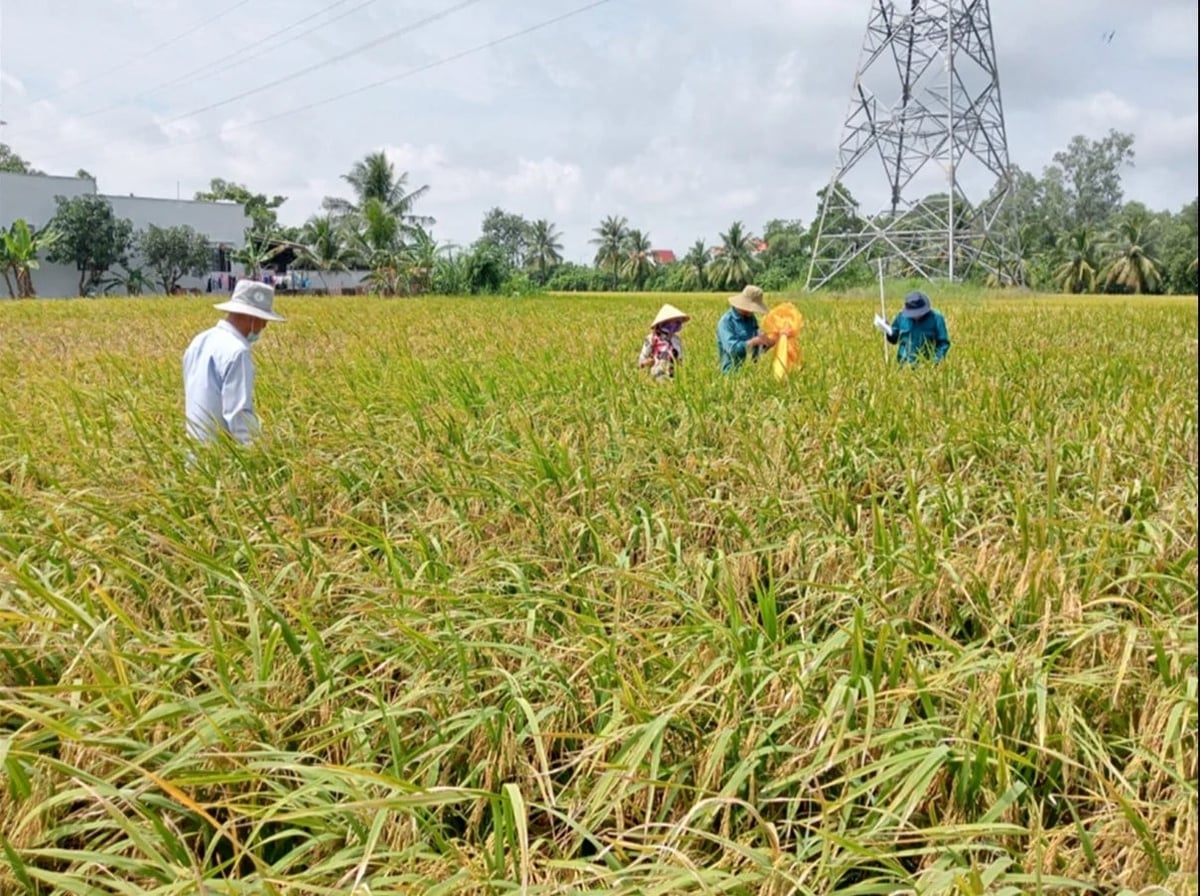 Cà Mau vừa ban hành Đề án sản xuất giảm phát thải lĩnh vực trồng trọt giai đoạn 2026 - 2035, tầm nhìn đến năm 2050, hướng đến phát triển nông nghiệp xanh, bền vững, thích ứng biến đổi khí hậu và nâng cao giá trị ngành hàng trồng trọt. Ảnh: Trọng Linh. Cà Mau vừa ban hành Đề án sản xuất giảm phát thải lĩnh vực trồng trọt giai đoạn 2026 - 2035, tầm nhìn đến năm 2050, hướng đến phát triển nông nghiệp xanh, bền vững, thích ứng biến đổi khí hậu và nâng cao giá trị ngành hàng trồng trọt. Ảnh: Trọng Linh.