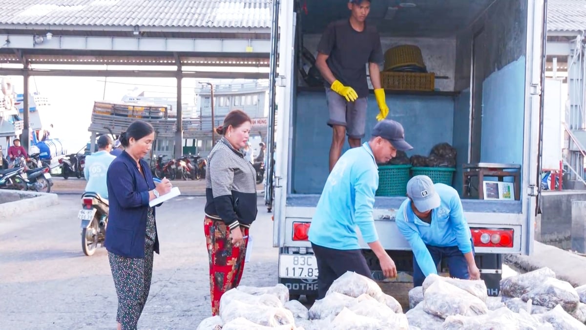 Hoạt động bốc dỡ, thu mua hải sản diễn ra nhộn nhịp tại cảng cá Trần Đề. Ảnh: Văn Vũ.