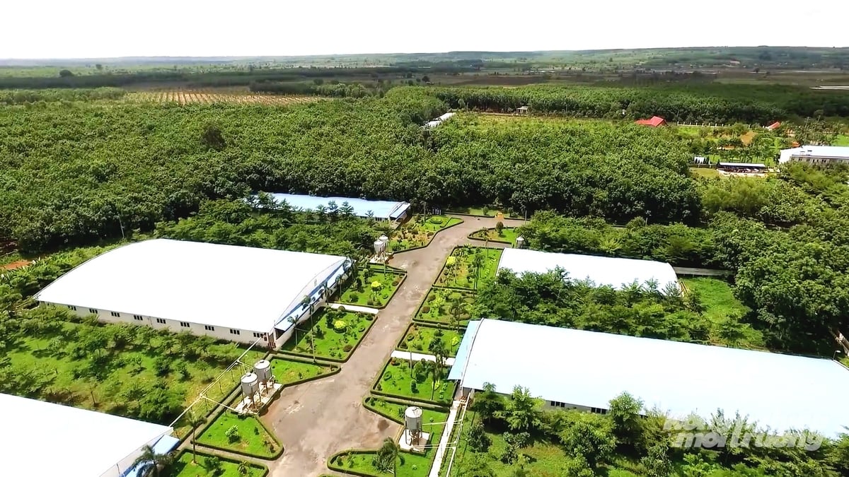 Đồng Nai đang đẩy mạnh chuyển đổi từ chăn nuôi nhỏ lẻ sang chăn nuôi tập trung, quy mô trang trại, hướng tới sản xuất hàng hóa lớn. Ảnh: Minh Sáng.